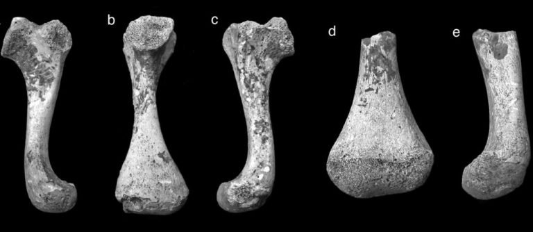 Tortuga gigante podría exponer cambios climáticos en La Española