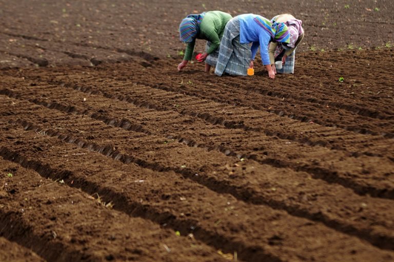 FAO aplaude resolución histórica que consagra derechos campesinos y trabajadores rurales