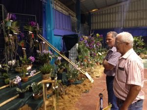 Asociación de Orquídeas de Naranjo celebra 25 años con gran exposición