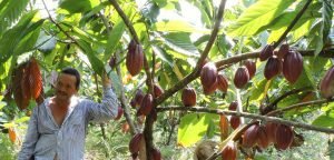 CATIE y KoLFACI buscan demostrar beneficios de buenas prácticas agrícolas en producción de cacao