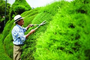 Iglesia católica justifica el despido del jardinero del parque de Zarcero
