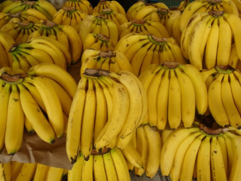 Programa mundial busca frenar una grave amenaza para la producción de banano