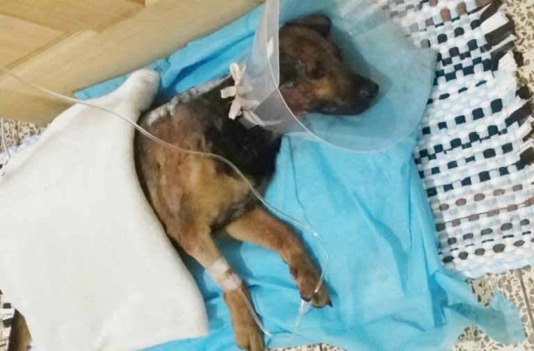 Maltrato animal no cesa: Fuerza Pública rescata perro macheteado