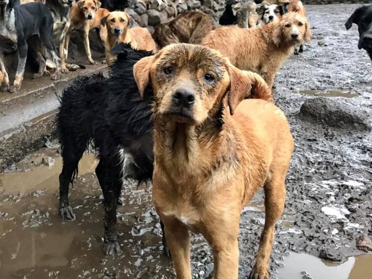 Territorio de Zaguates urge de 20 mil dólares para evitar su cierre