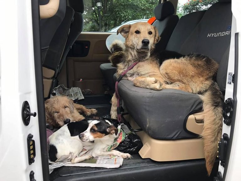 Territorio de Zaguates reporta extravío de hasta 180 perros tras visita de Senasa