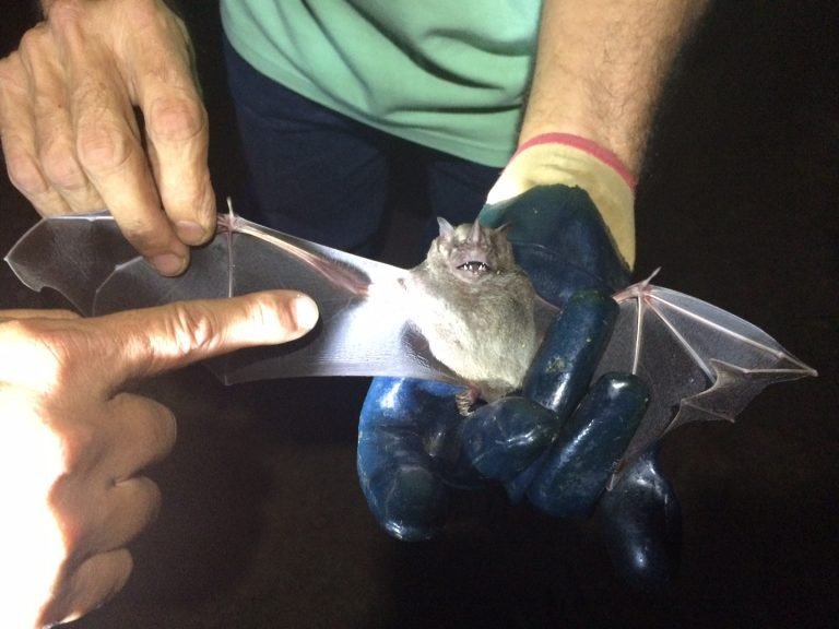 Senasa detecta brote de rabia paralítica bovina en Coto Brus