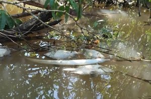 Vecinos denuncian matanza masiva de fauna en Laguna Madre de Dios en barra del Río Pacuare