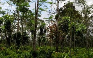 Catie lanza nueva versión de software Shademotion