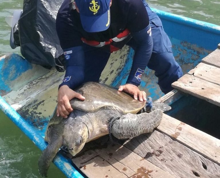 Guardacostas evitan que tortuga lora fuera destazada