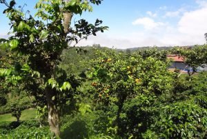 Continúa manejo y control de Dragón Amarillo en cítricos en Los Chiles y Upala