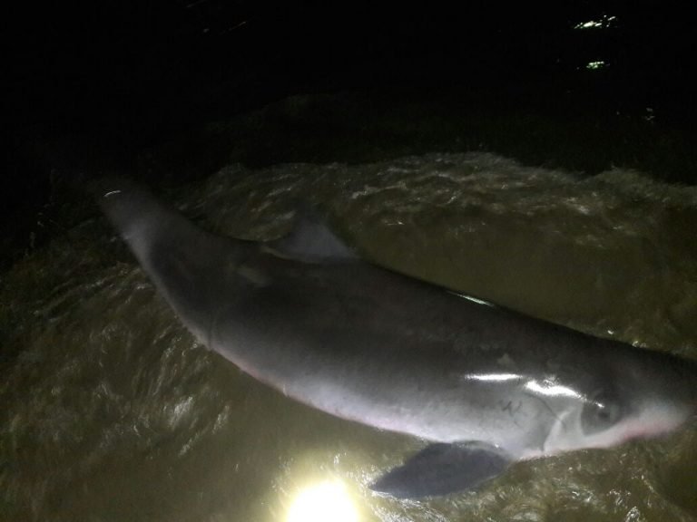 Guardacostas rescataron anoche cachalote pigmeo en playa Potrero de Santa Cruz