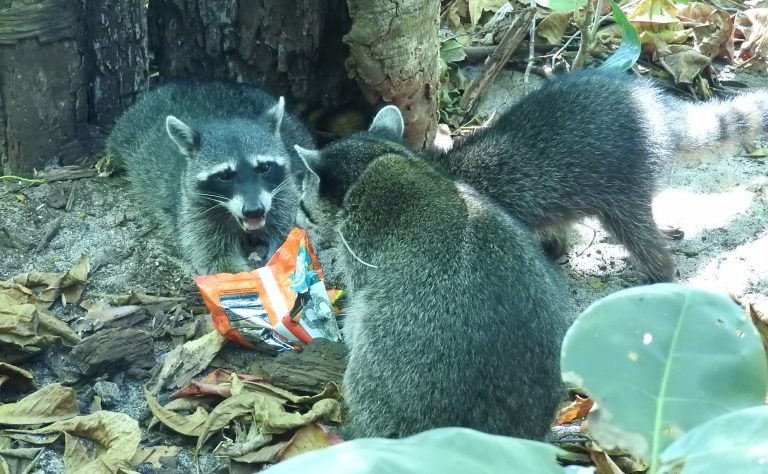 Icomvis-UNA: Mapaches “acomodan” su horario para recibir a turistas