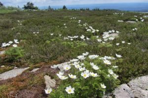 El monte Brocken, un paraíso floral en el norte de Alemania