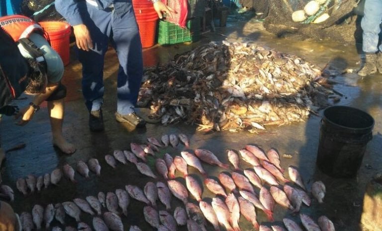 Barcos camaroneros causan grave daño ambiental denuncia MarViva