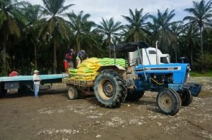 Sector agropecuario procura mejorar salud de suelos para producción de palma