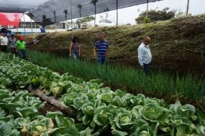 Iniciativa busca impulsar la agricultura urbana