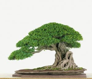 Amantes de los bonsáis tienen una cita este fin de semana en Avenida Escazú