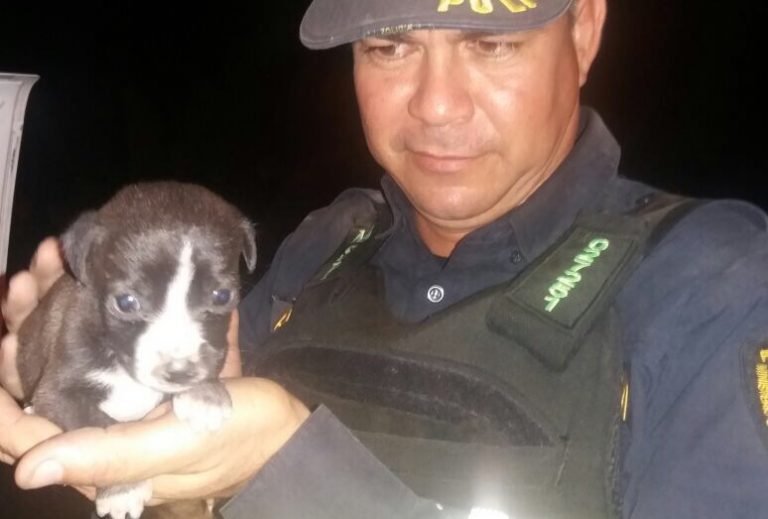 Rescatan perros abandonados en Puntarenas y Limón