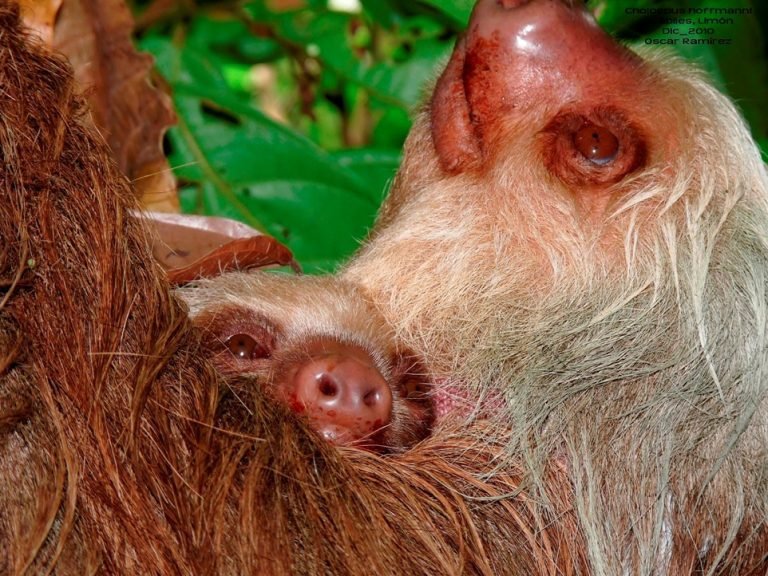 Ambientalistas temen que 450 osos perezosos corran peligro tras venta de “santuario” en Guácimo