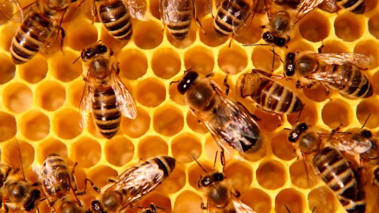 Apicultores de Costa Rica claman por apoyos para alimentar a las abejas