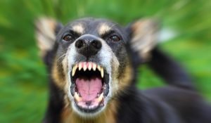 Ponen en marcha iniciativa global sin precedentes para liberar al mundo de la rabia