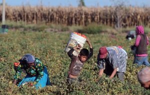 FAO y OIT ofrecen curso gratuito sobre eliminación del trabajo infantil en la agricultura