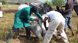 FAO pide una campaña de vacunación más amplia para frenar la dermatosis nodular contagiosa en Europa oriental y los Balcanes