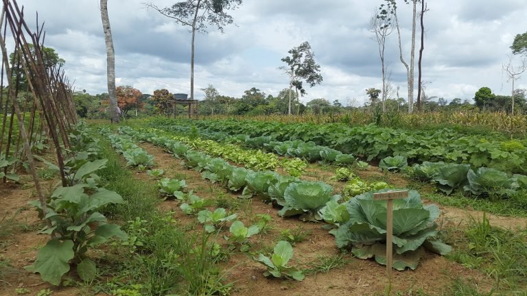 Proyecto de ley sobre seguridad alimentaria “no va en contra del libre comercio ni del mercado”, señalan proponentes