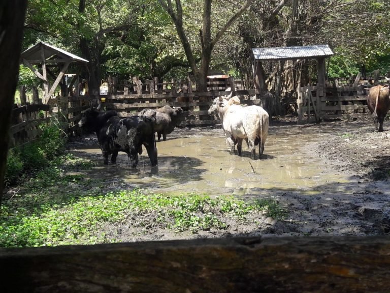Senasa refuerza atención médica y alimentación de animales afectados por tormenta Nate