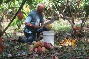 Cacao costarricense sigue ganando terreno entre los mejores del mundo