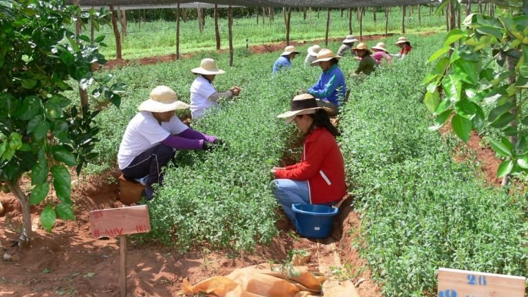 Seguridad alimentaria es el mejor camino para la paz en Colombia