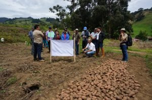 INTA fortalece investigaciones en papa