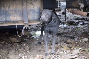 Senasa recibirá este fin de semana donativos para animales afectados por Nate