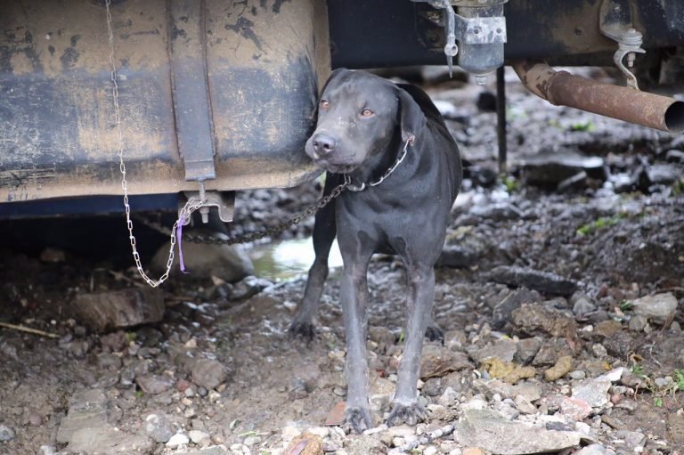 Senasa recibirá este fin de semana donativos para animales afectados por Nate