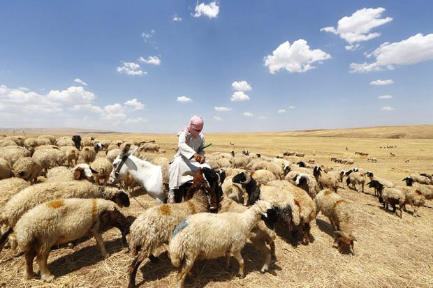 FAO lanza una campaña de emergencia de sanidad animal en Mosul