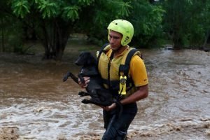 Senasa se organiza junto a Comités de Emergencia para la atención de mascotas