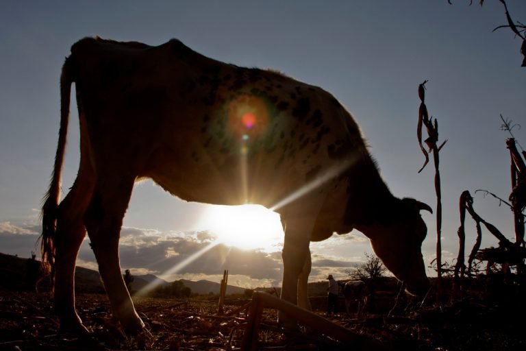 FAO presenta nueva herramienta en línea para proteger mejor los recursos zoogenéticos