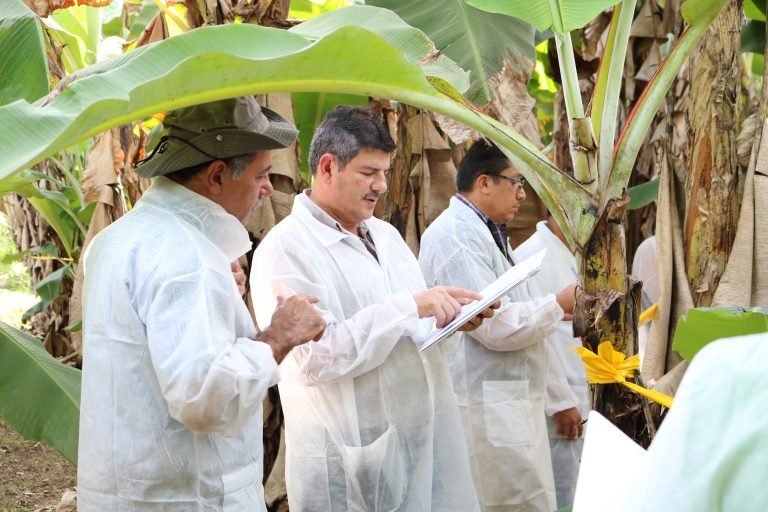 Fortalecen esfuerzos y mecanismos para la prevención de Fusarium raza 4 que afecta al banano