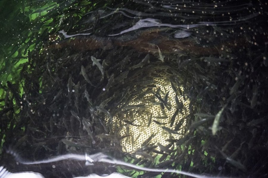 Baby salmon in a hatchery in Bergen, Norway.