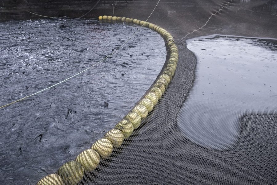 Salmon in the hatchery before being transmitted to the processing