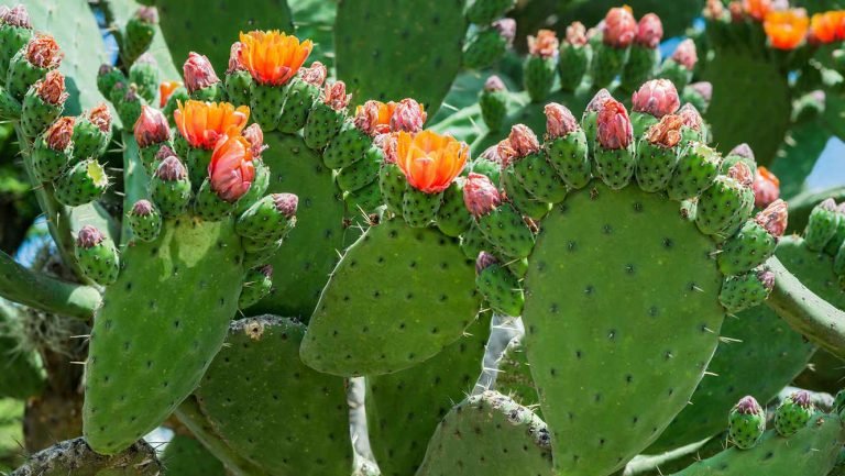 Es hora de poner cactus en el menú