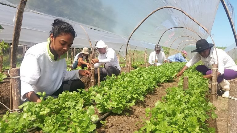 Golfo de Nicoya produce sus propias hortalizas con apoyo del INTA