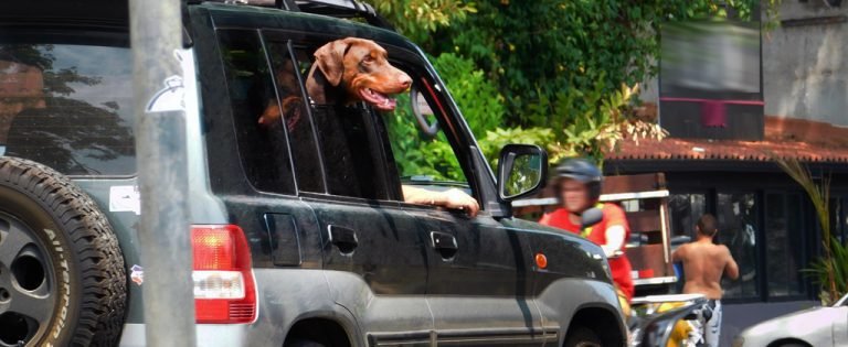 Conductores que viajen con mascotas en regazos se exponen a sanción de más de ¢100 mil