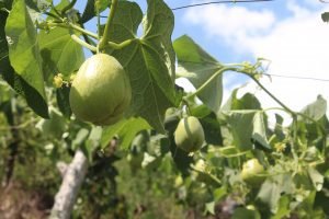 Corporación Chayotico mejora su producción gracias a paneles solares