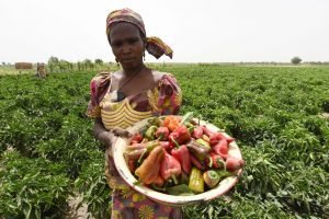 Nigeria: Hambre disminuye por vez primera desde el inicio de la crisis de Boko Haram