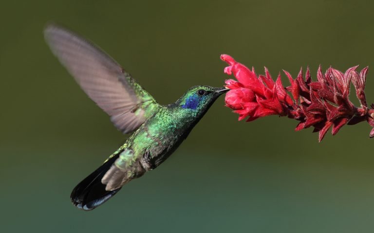 Colibríes, moscas, abejorros, mariposas y murciélagos: aliados silenciosos de la agricultura