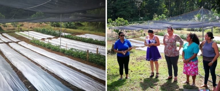 Agricultura protegida se consolida en el Caribe gracias a la acción interinstitucional