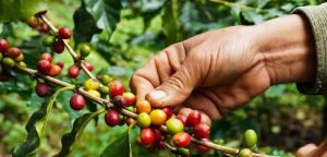 MAG autoriza protocolo sanitario en el sector cafetalero