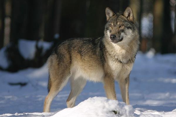 Tras más de cien años de ausencia, los lobos regresaron a Alemania