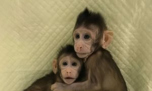 Monos clonados ¿un paso más para humanos?